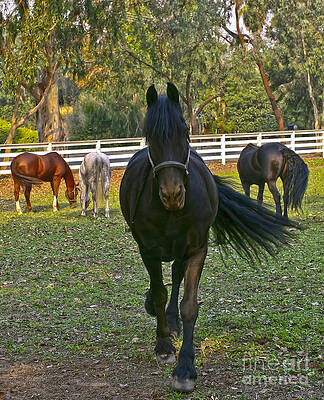 Horse Photograph - Friesian Horses - Pasture by Waterdancer
