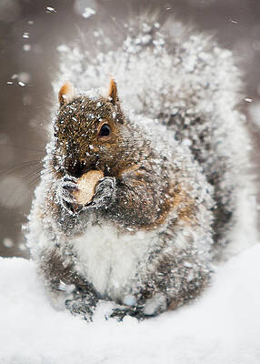 Frozen Nut by Al Poullis