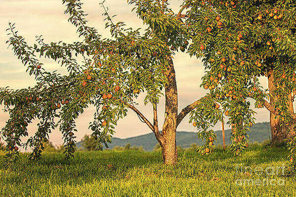 Wall Art featuring the photograph Fruit In The Orchard by Mary Lou Chmura