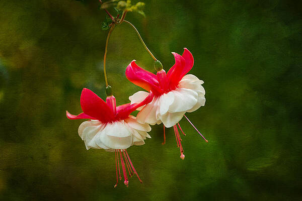 Summer Photograph - Fuchsia Dance by Mary Jo Allen