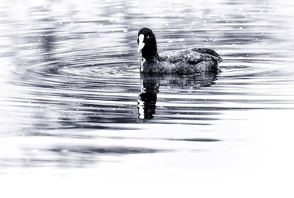 Fulica Atra Print