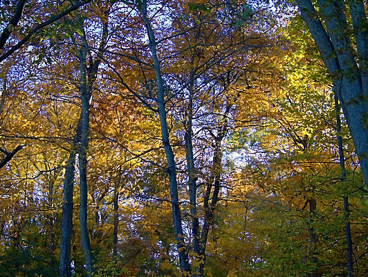 Wall Art featuring the photograph Full Fall by Robert Newman