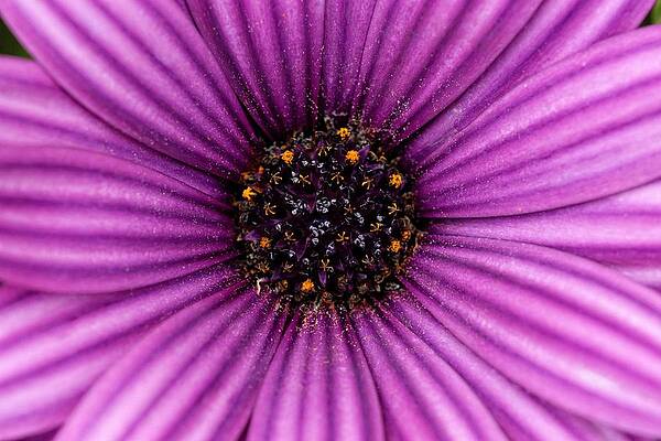 Wall Art featuring the photograph Galactic Center - Daisy by KJ Swan