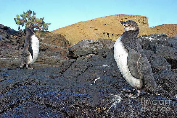 Wall Art featuring the photograph Galapagos Penguins by Sami Sarkis Photography