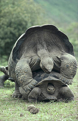 Galapagos Tortoises Mating by Tui De Roy