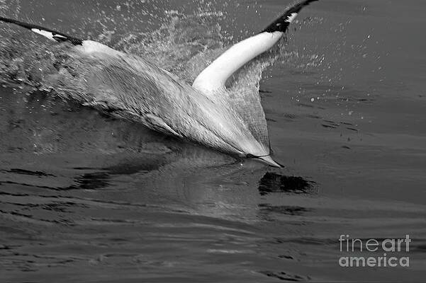 Gannet Diving into the Sea Wall Art