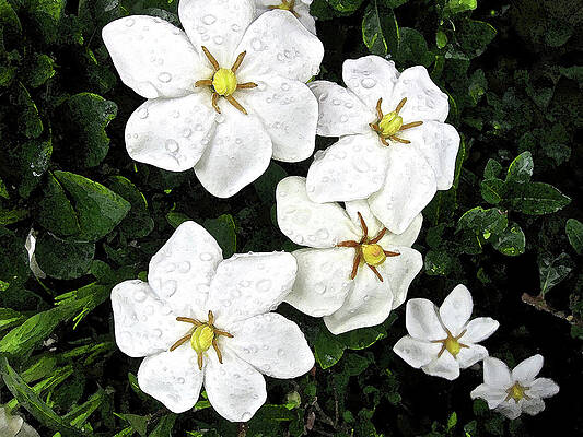 Blossom Digital Art - Gardenias In The Rain by Gina Harrison