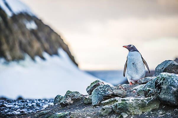 Nature Wall Art featuring the photograph Gentoo Penguin On Barrientos Island - Antarctica Photograph by Duane Miller