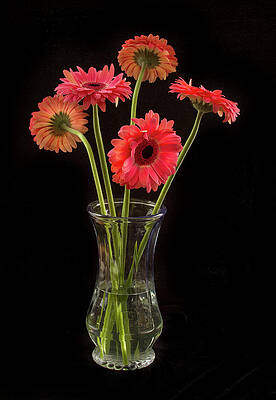 Beautiful Photograph - Gerbera Daisy Bouquet by Jean Noren
