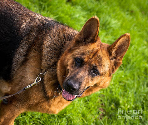 Wall Art featuring the photograph German Shepherd Heidi Profile by Blake Webster