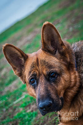 Wall Art featuring the photograph German Shepherd Profile by Blake Webster