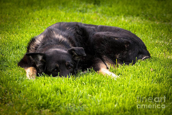 Wall Art featuring the photograph German Shepherd Sleeping by Blake Webster