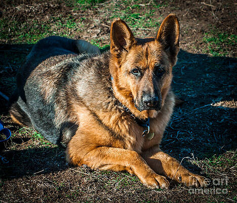 Wall Art featuring the photograph German Shepherd Sonoma Coast by Blake Webster