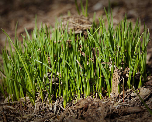 Green Wall Art featuring the photograph Germination by Kelley King