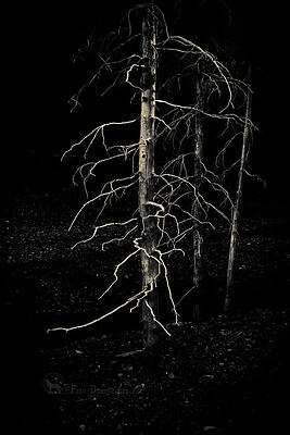 Photograph - Ghost Trees by Fred Denner