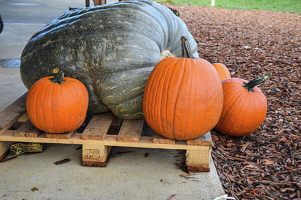 Fall Wall Art featuring the photograph Giant Giant Gray Pumpkin And Siblings by Tom Cochran