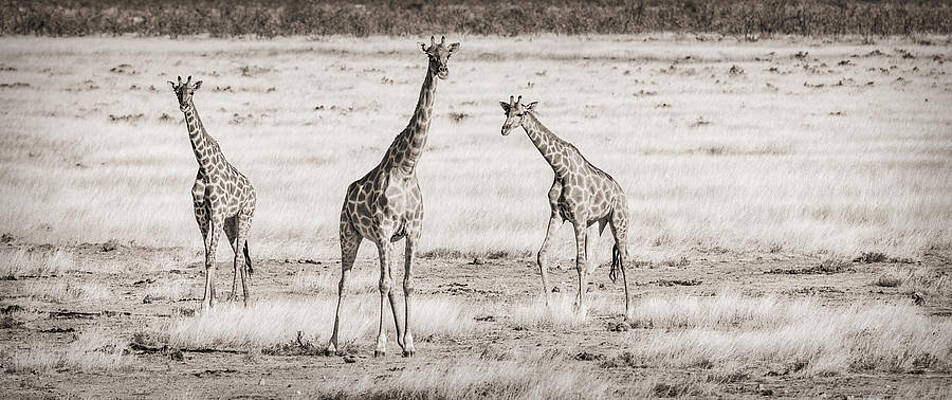 National Wall Art featuring the photograph Giraffe Trio - Black And White Giraffe Photograph by Duane Miller
