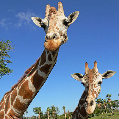 Curious Giraffes Under a Blue Sky Wall Art