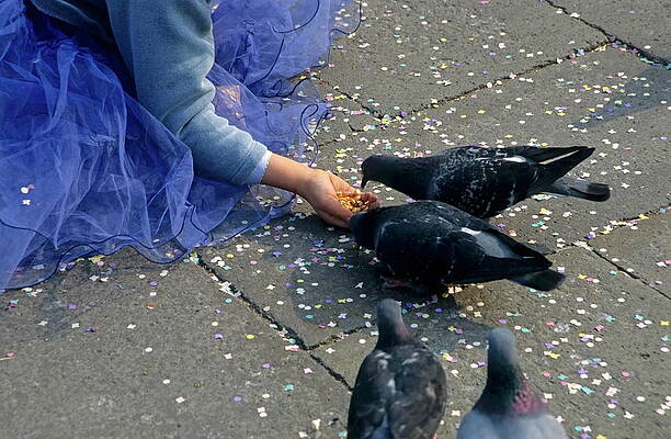 Animal Wall Art featuring the photograph Girl Holding Her Hands Out To Feed Pigeons by Sami Sarkis Photography