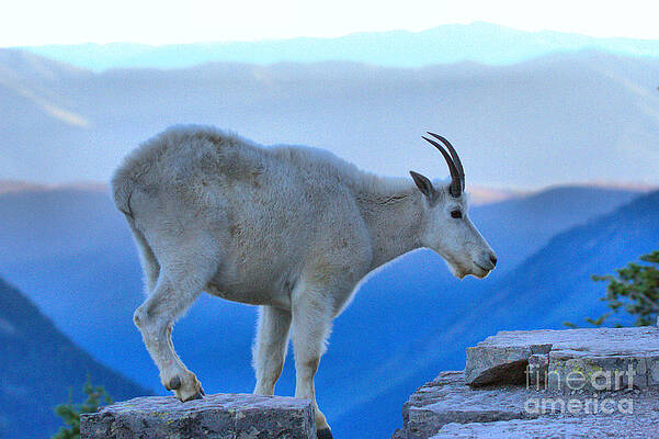 Wilderness Wall Art featuring the photograph Glacier Mountain Goat by Adam Jewell