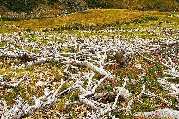 Wildlife Wall Art featuring the photograph Glacier National Park Montana by Waterdancer