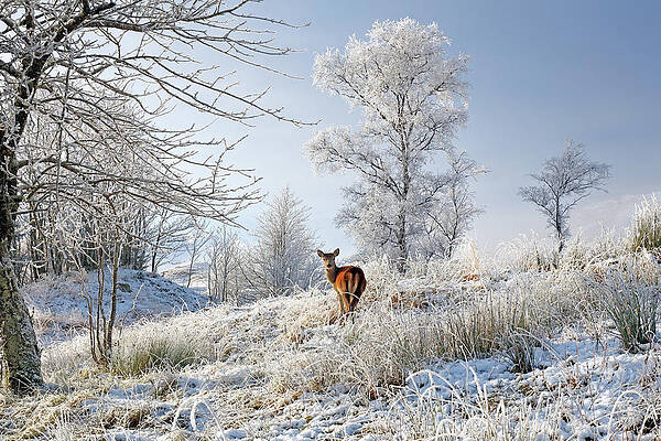 Scottish Highland Wall Art featuring the photograph Glen Shiel Misty Winter Deer by Grant Glendinning
