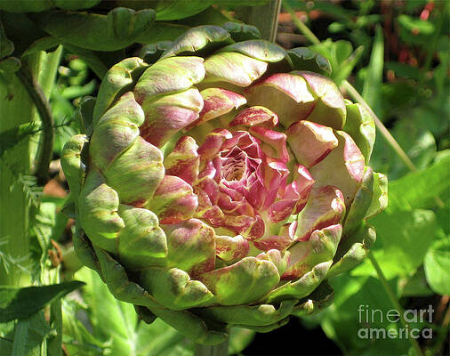 Flower Photograph - Globe Artichoke by Onedayoneimage Photography
