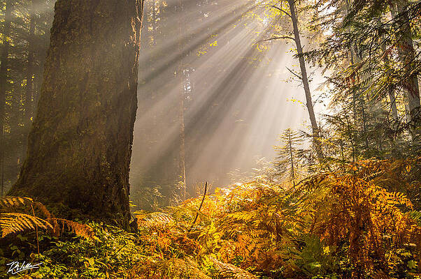 Serene Photograph - Glorious Light by Russell Wells