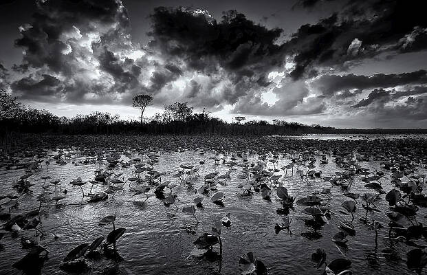 Florida Wall Art featuring the photograph Glowing Cloud by Alberto Audisio