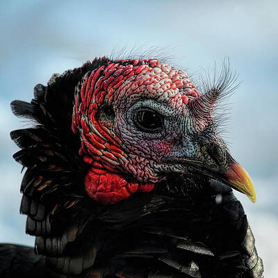 Wild Photograph - Gobbler Stare Down by Dale Kauzlaric