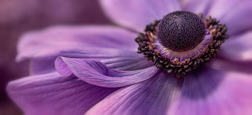 Flower Photograph - Going My Own Way by Mary Jo Allen