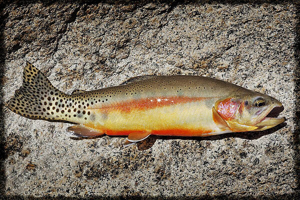 Vibrant Trout on Rocky Surface Photograph