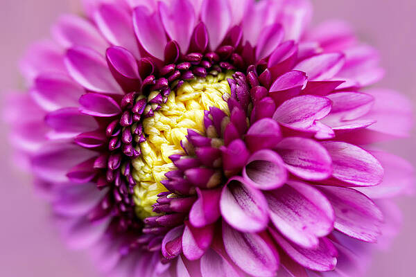 Bloom Wall Art featuring the photograph Golden Center by Mary Jo Allen