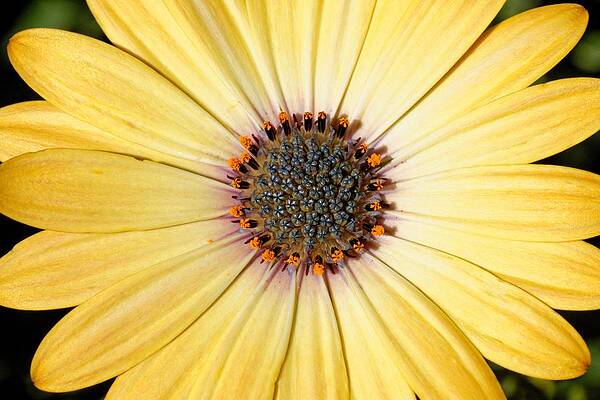 Wall Art featuring the photograph Golden Crown - Daisy by KJ Swan