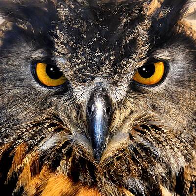Wildlife Wall Art featuring the photograph Golden Eyes - Great Horned Owl by KJ Swan