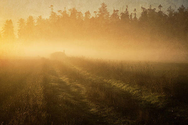 Wall Art featuring the photograph Golden Fog by Mary Lee Dereske