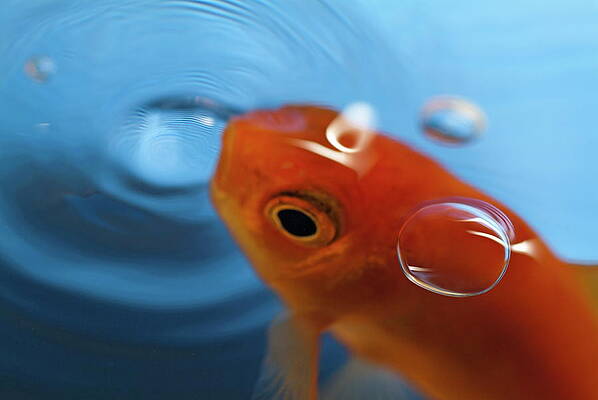Animal Wall Art featuring the photograph Goldfish Opening Its Mouth To Catch It's Food by Sami Sarkis Photography