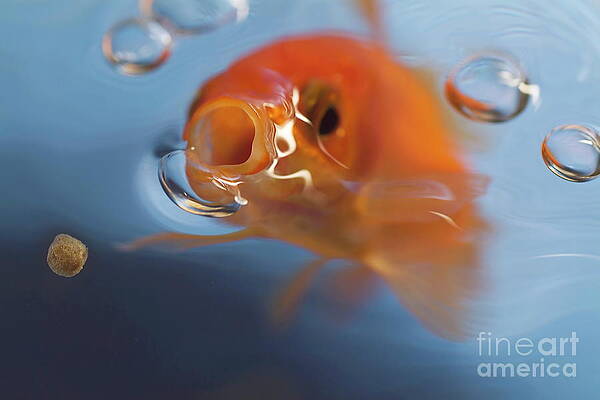 Goldfish Reaching for Food Wall Art