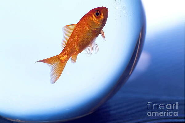 Animal Wall Art featuring the photograph Goldfish Swimming In A Small Fishbowl by Sami Sarkis Photography