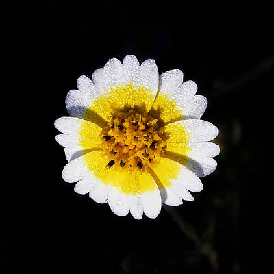 Vibrant Photograph - Good Morning, Sunshine -- Tidy-Tip Wildflower Near San Simeon, California by Darin Volpe
