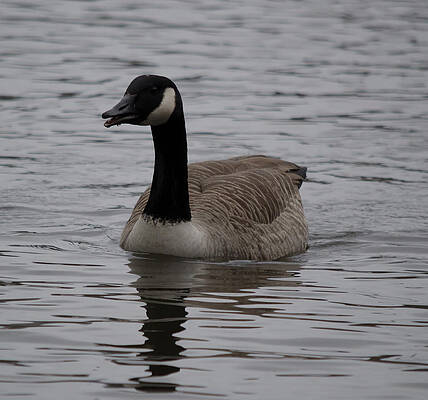 Wild Photograph - Goose Mouth Hanging Open by Scott Lyons