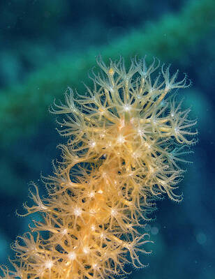 Vibrant Coral Underwater Scene Photograph