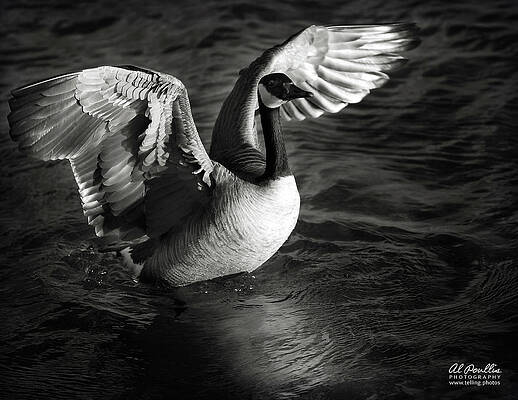 Grace by Al Poullis