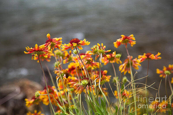 Wall Art featuring the photograph Graceful Wishes Methow Valley Flowers By Omashte by Omaste Witkowski