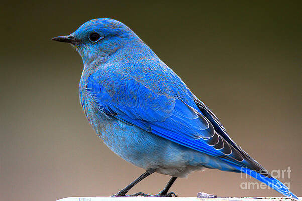 Mountain Wall Art featuring the photograph Grand Teton Bluebird Closeup by Adam Jewell