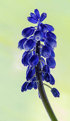Spring Wall Art featuring the photograph Grape Hyacinth by Shirley Mitchell