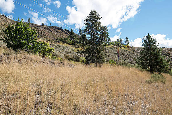 State Route 20 Photograph - Grassy Hillside Above State Route 20 by Tom Cochran