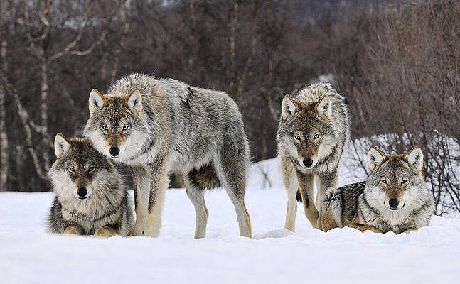 Gray Wolves Norway by Jasper Doest