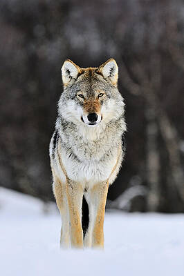 Gray Wolf in the Snow by Jasper Doest