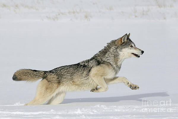 Alpha Wolf Photos for Sale by Science Source Prints
